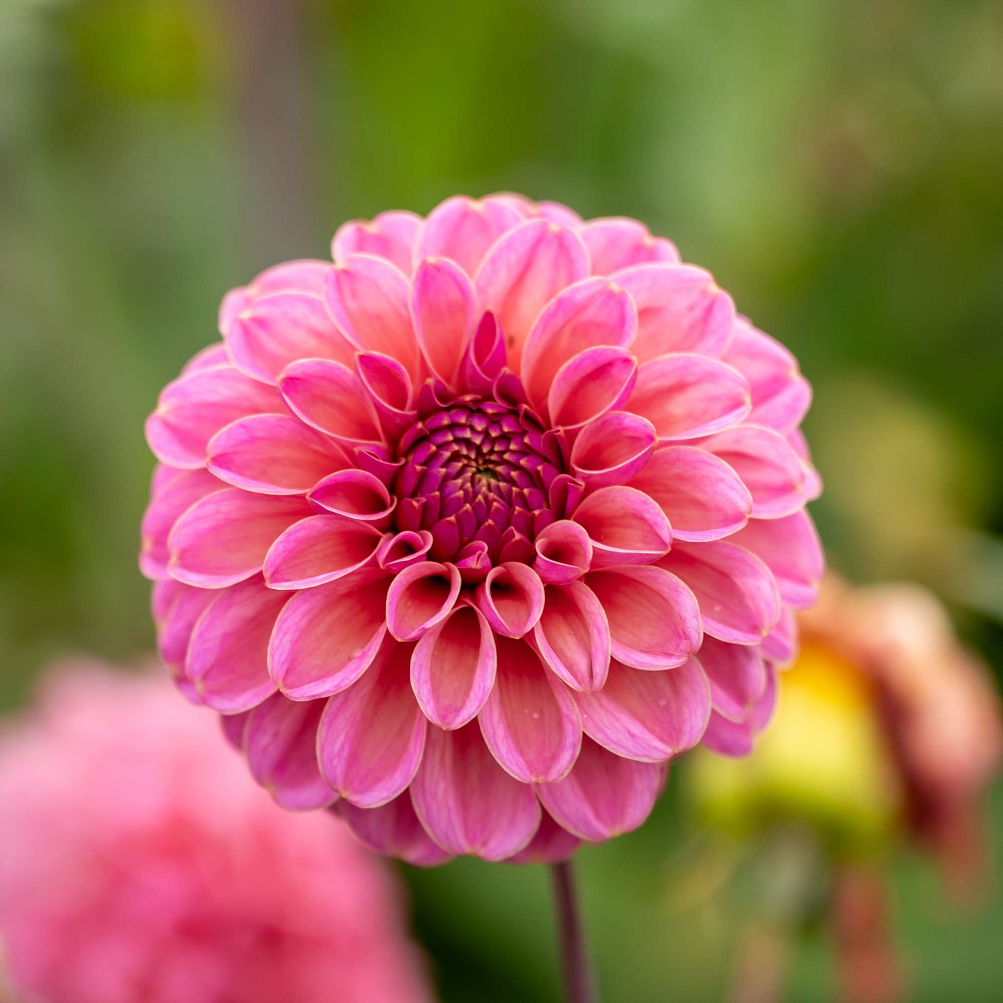 Dahlia 'Bazuin Pink'